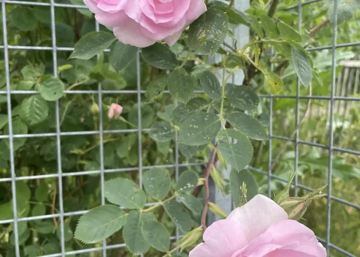 Rosenli Gard Feriested