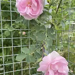 Rosenli Gard Курортный комплекс